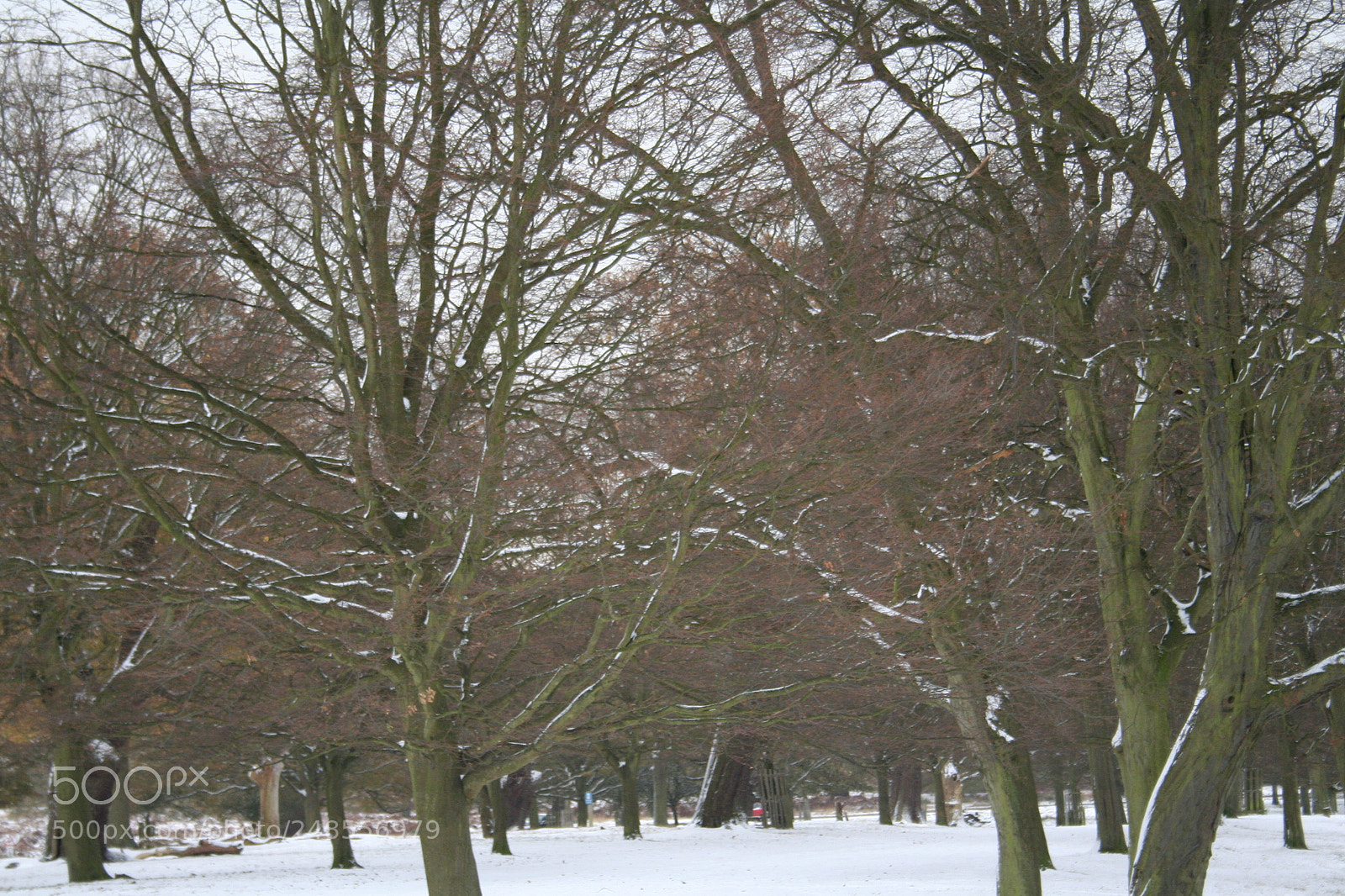 Canon EOS 350D (EOS Digital Rebel XT / EOS Kiss Digital N) sample photo. Richmond park photography