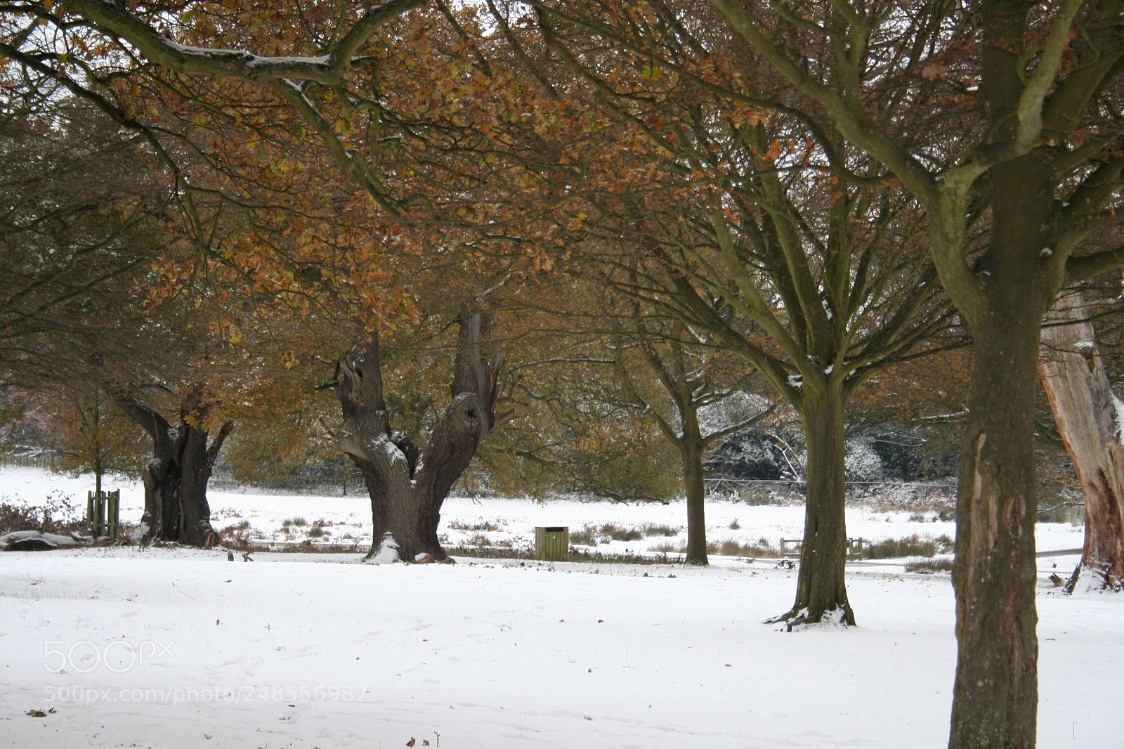 Canon EOS 350D (EOS Digital Rebel XT / EOS Kiss Digital N) sample photo. Richmond park photography