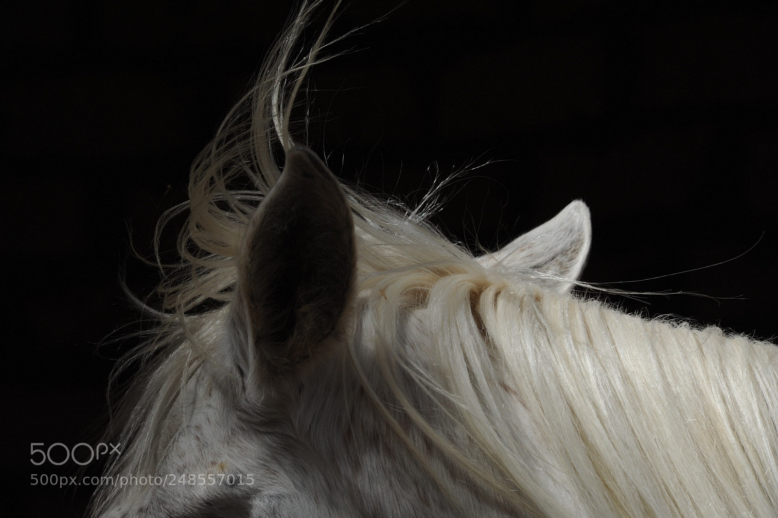Nikon D700 sample photo. B&w photography