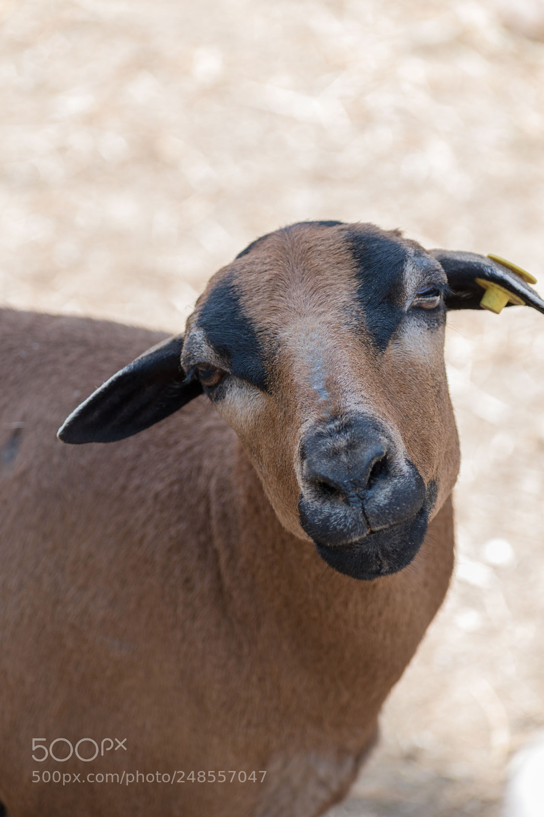 Nikon D5600 sample photo. You strange goat photography