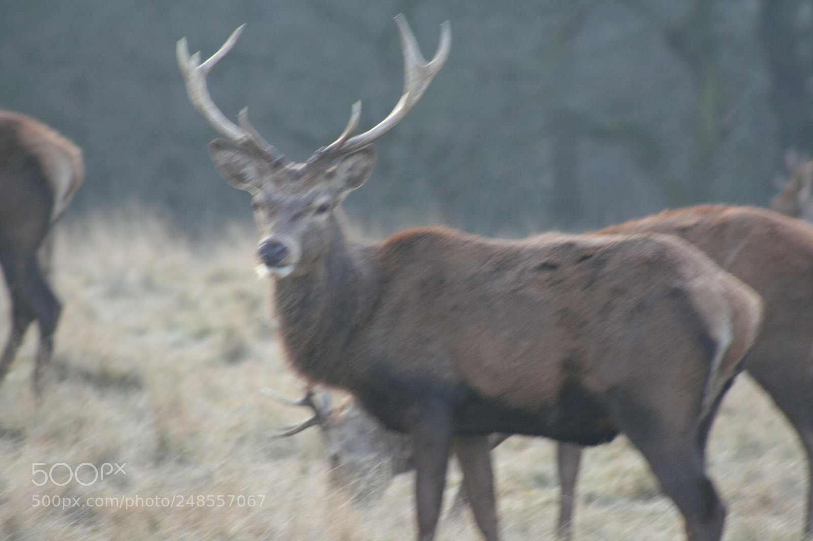 Canon EOS 350D (EOS Digital Rebel XT / EOS Kiss Digital N) sample photo. Richmond park photography
