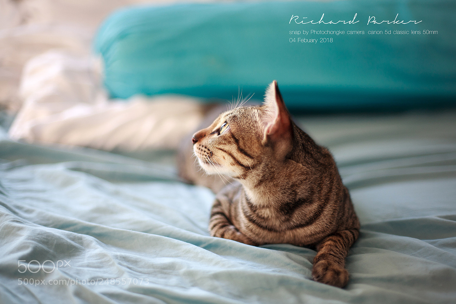 Canon EOS 5D sample photo. Cat photography
