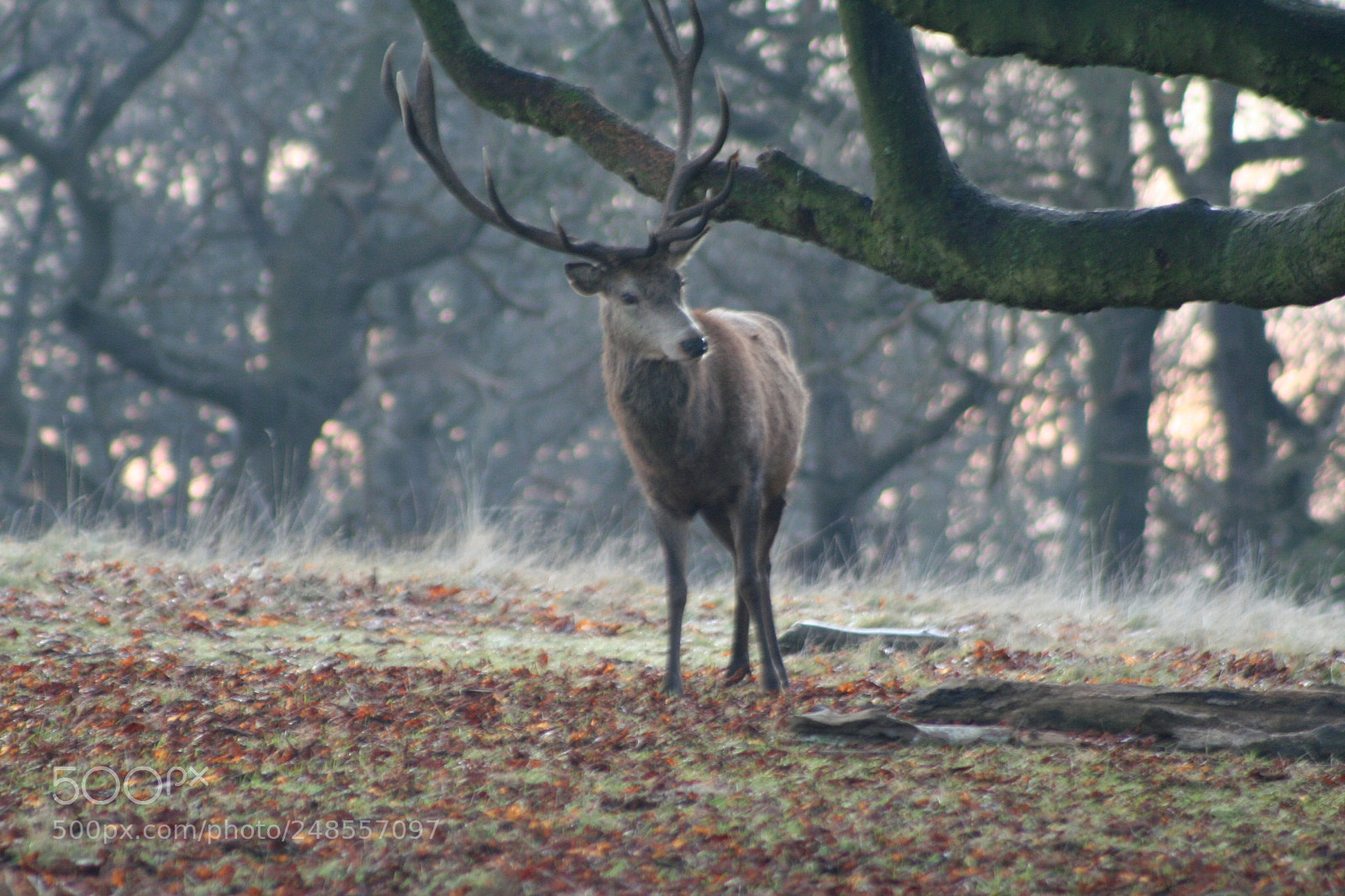Canon EOS 350D (EOS Digital Rebel XT / EOS Kiss Digital N) sample photo. Richmond park photography