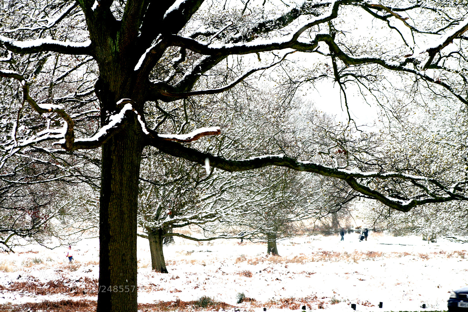 Canon EOS 350D (EOS Digital Rebel XT / EOS Kiss Digital N) sample photo. Richmond park photography