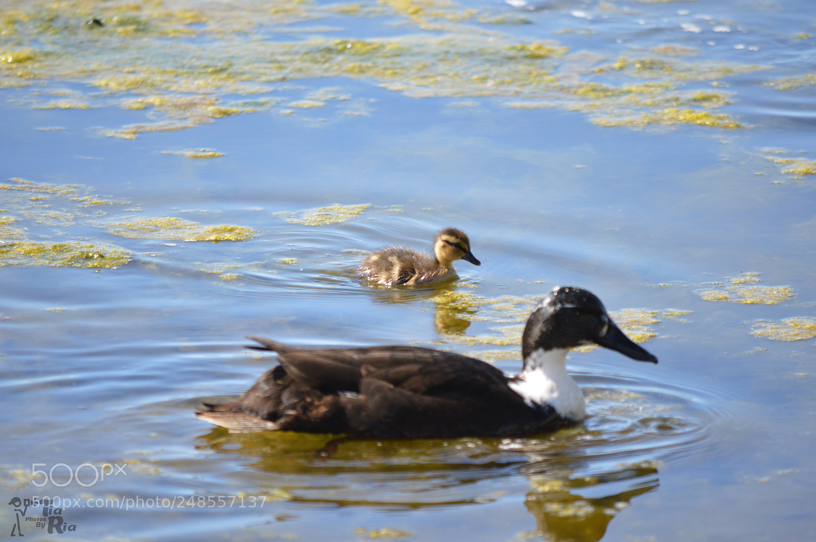 Nikon D3200 sample photo. Sweedish blue and duckling photography