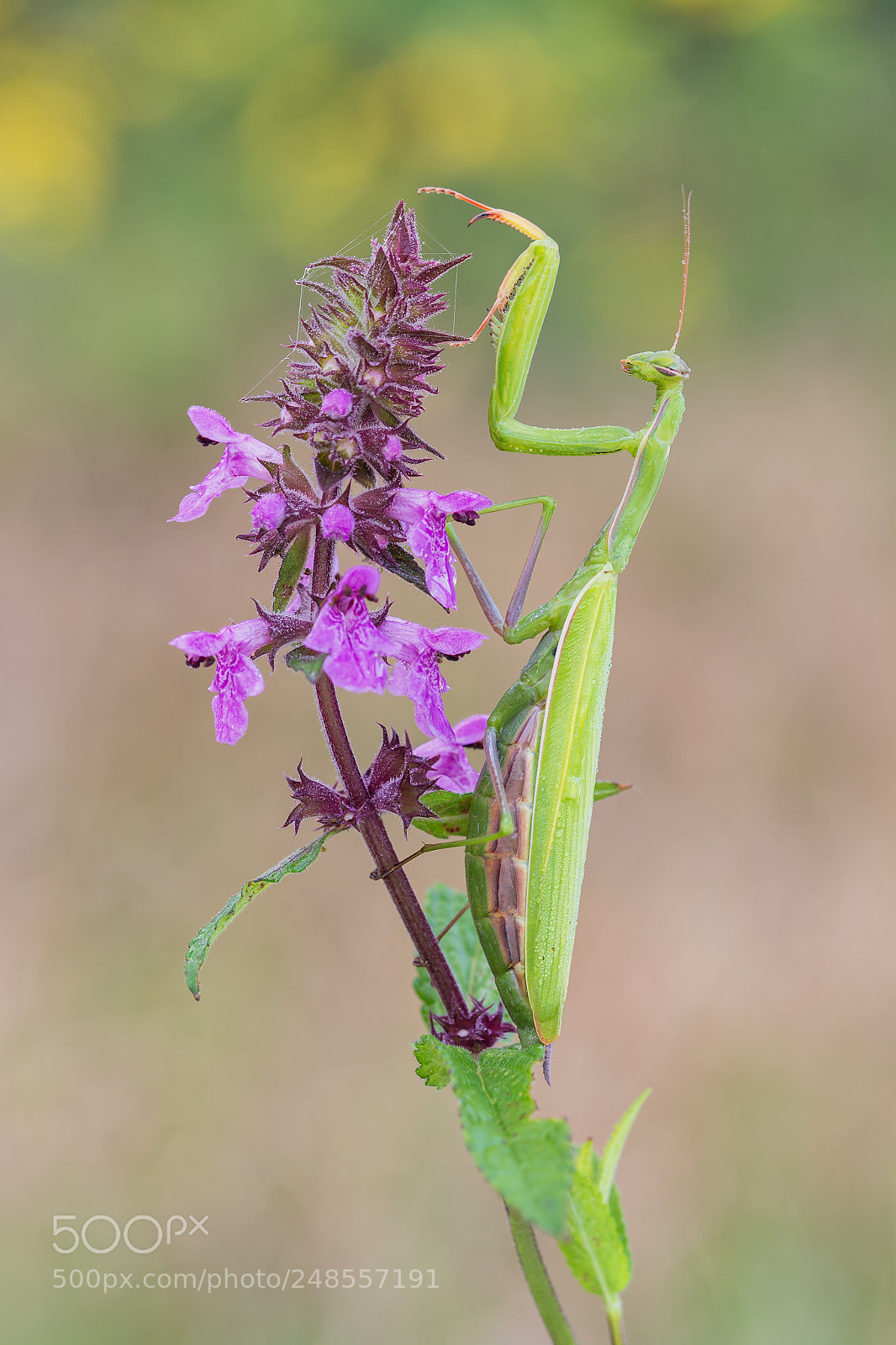 Nikon D7100 sample photo. Mantis religiosa photography