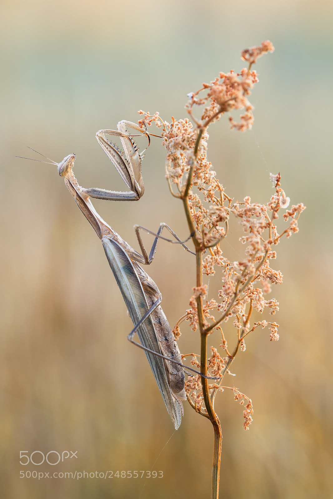 Nikon D7100 sample photo. Mantis religiosa photography