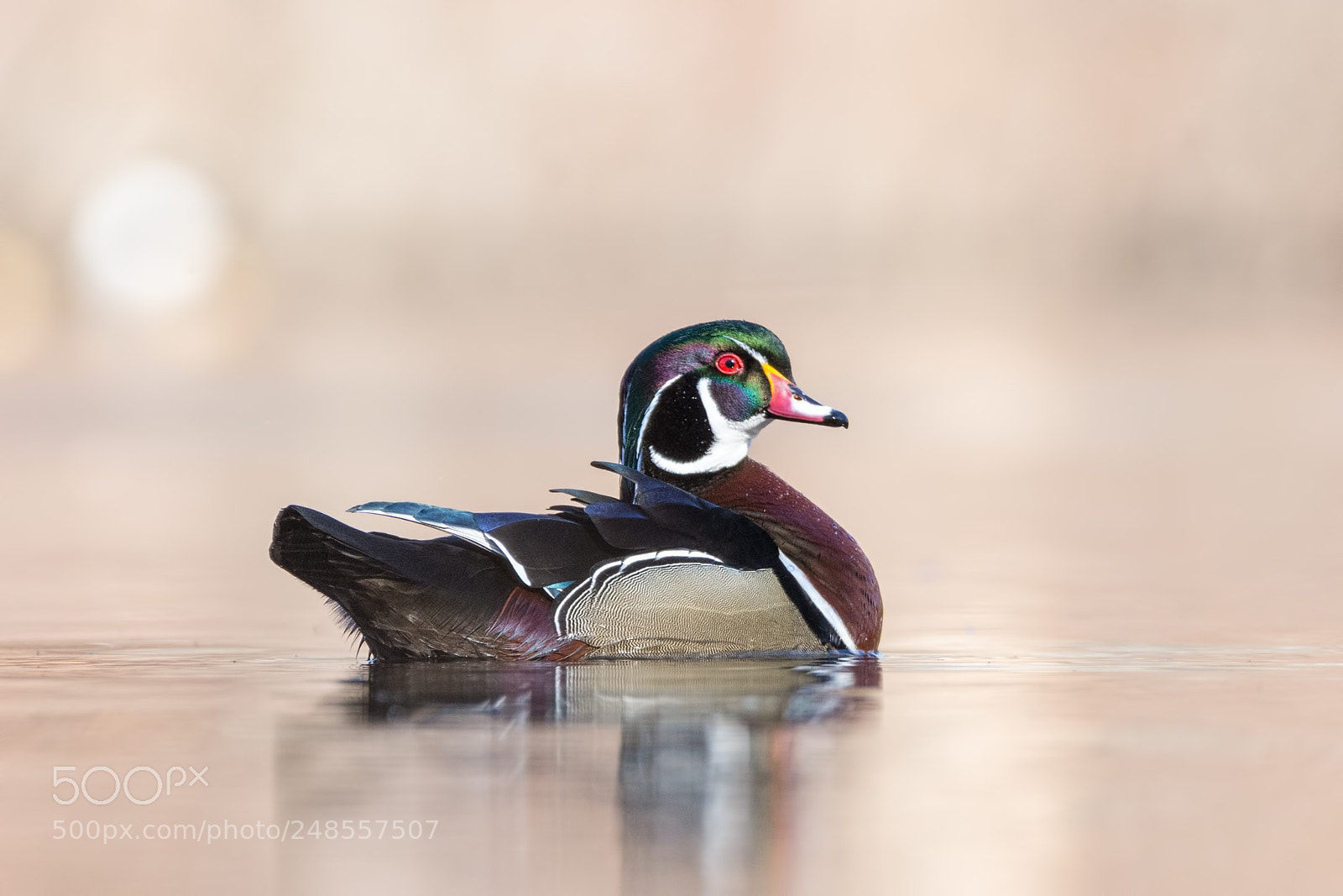 Nikon D7200 sample photo. Wood duck drake photography