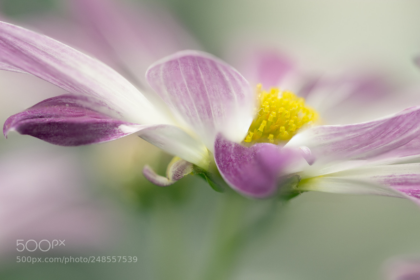 Nikon D7100 sample photo. Dancing flower photography