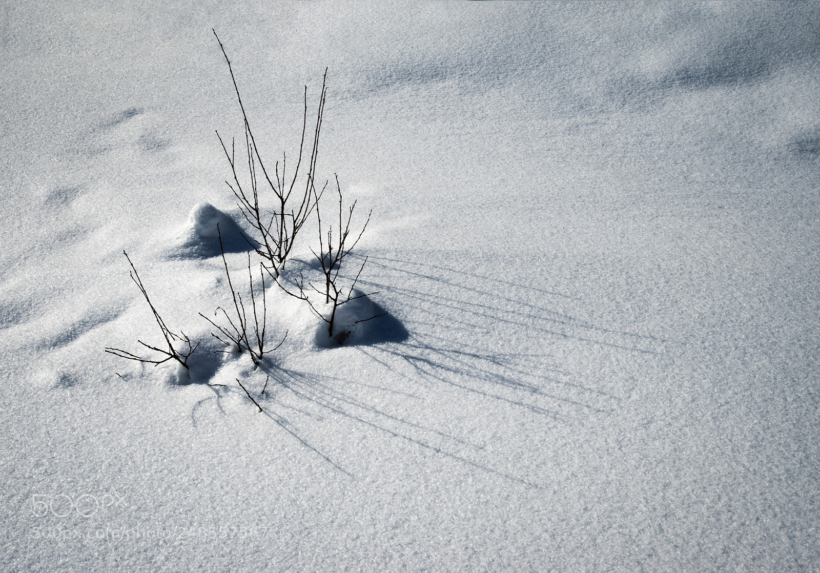 Nikon D5500 sample photo. A group of shrubs photography