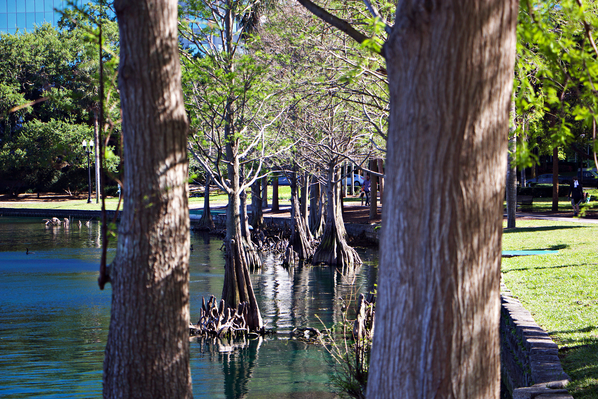 Canon EOS 60D sample photo. Lake eola downtown photography
