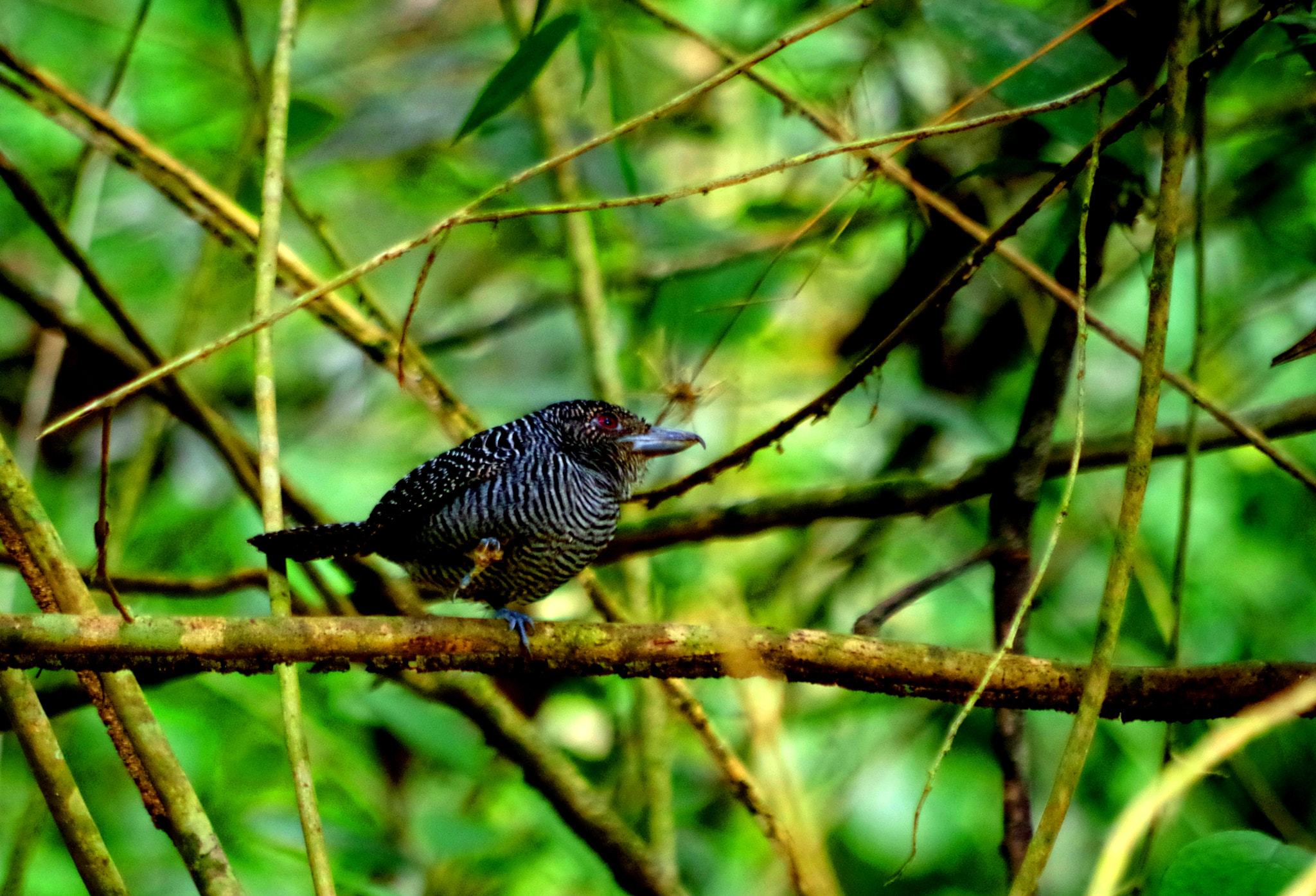 smc Pentax-DA L 50-200mm F4-5.6 ED WR sample photo. Chilling in the shrubs photography