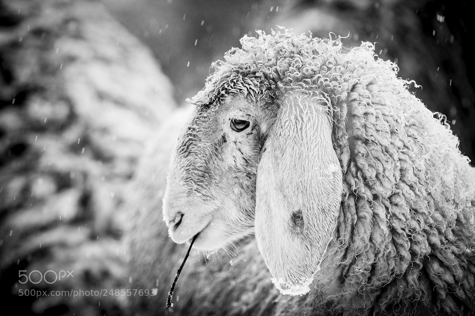 Canon EOS-1D Mark IV sample photo. Pecora al pascolo photography