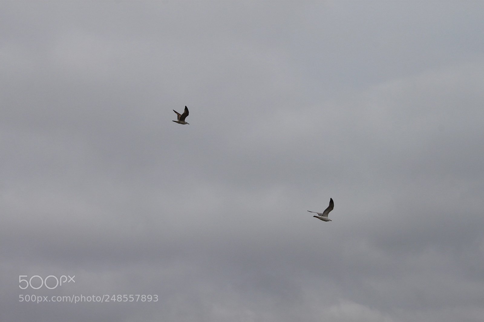 Canon EF-S 18-55mm F3.5-5.6 IS sample photo. Two photography