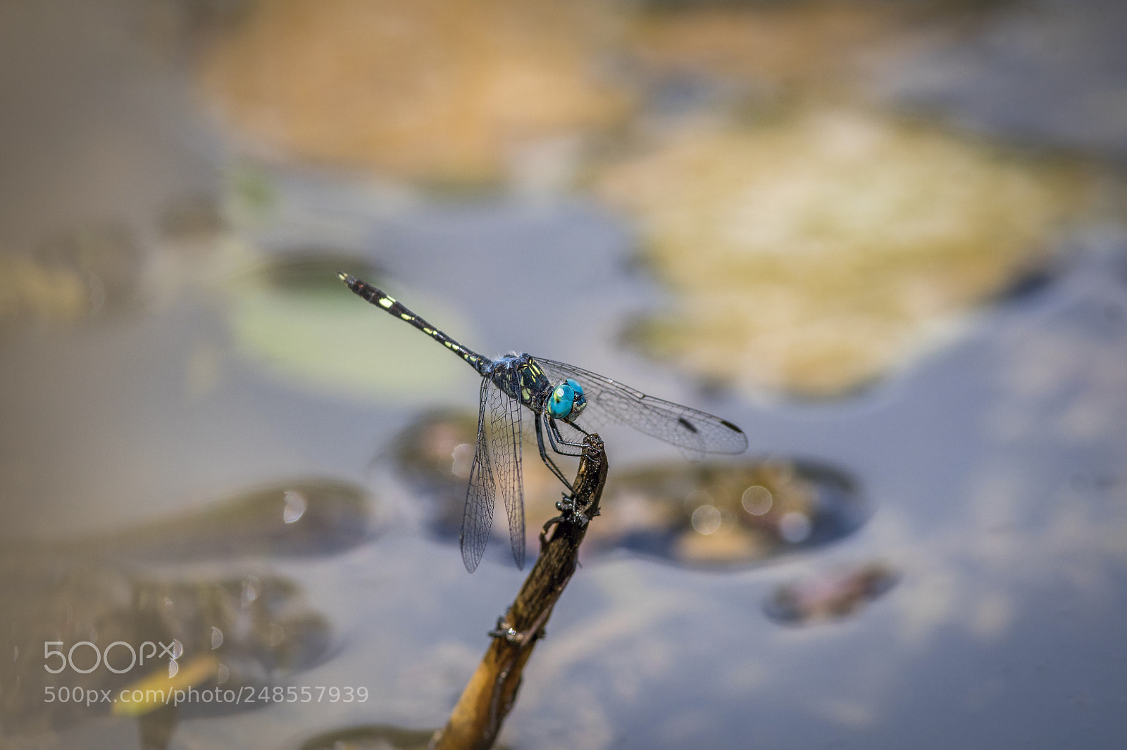 Nikon D500 sample photo. Dragonlfy in river photography