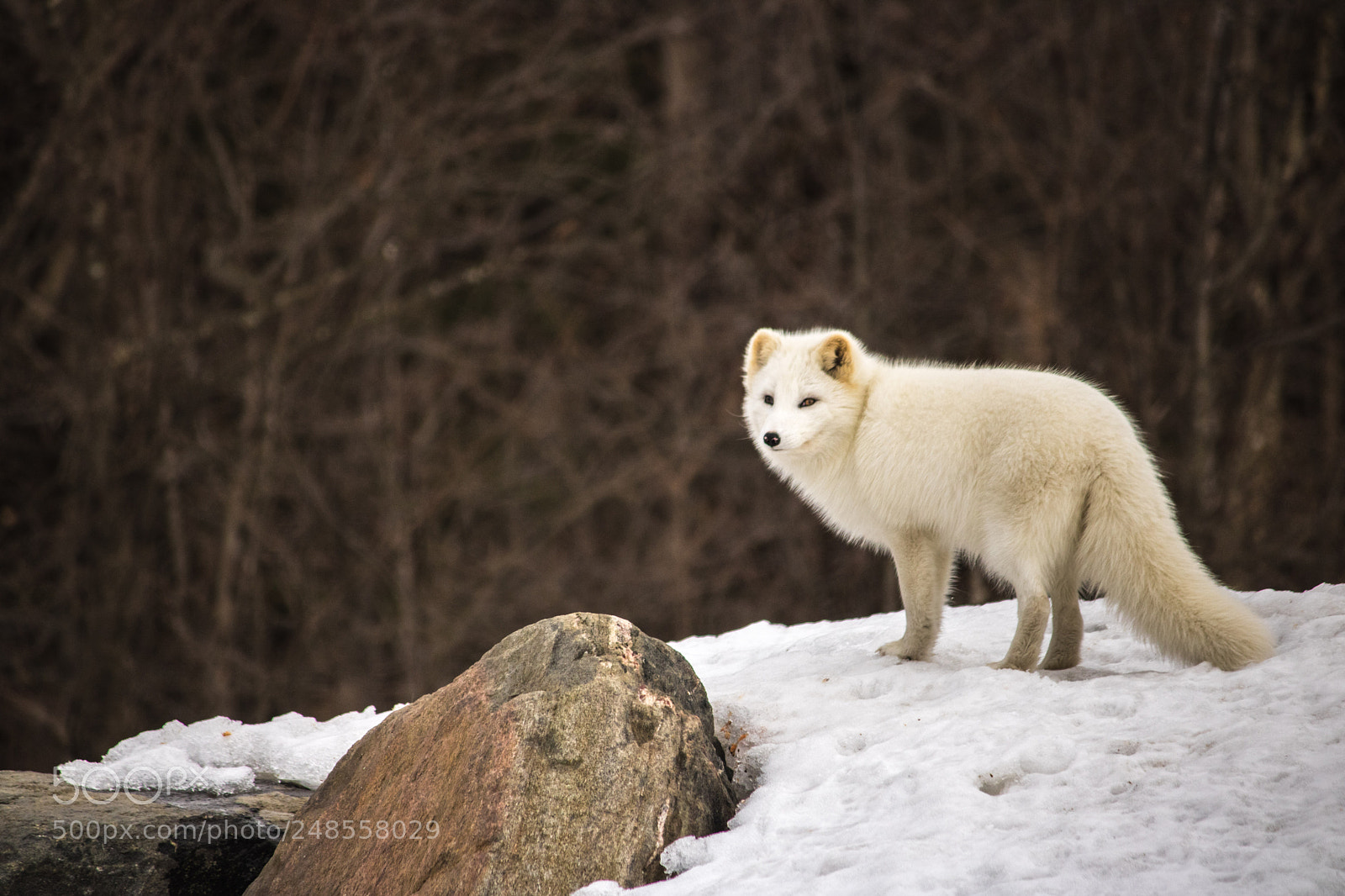 Canon EOS 750D (EOS Rebel T6i / EOS Kiss X8i) sample photo. Magnifique renard artic photography