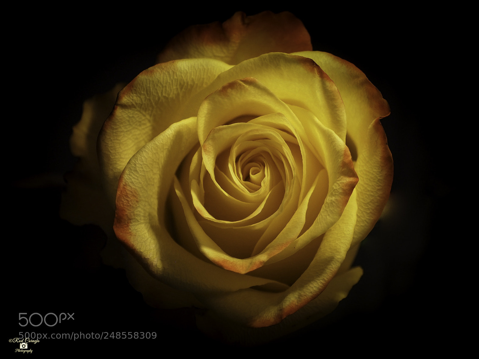 Olympus OM-D E-M5 II sample photo. Yellow rose... photography