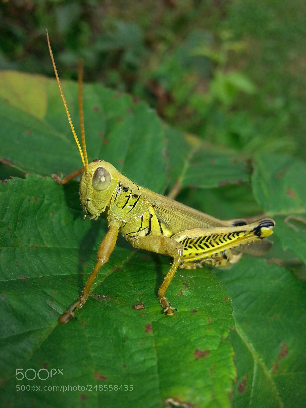 Samsung Galaxy S3 sample photo. Patience, young grasshopper photography