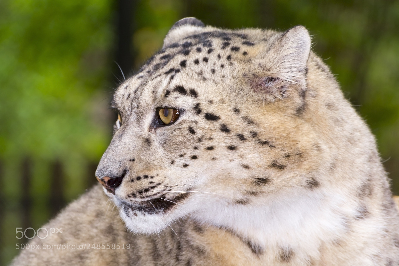 Nikon D7100 sample photo. Snow leopard portrait photography