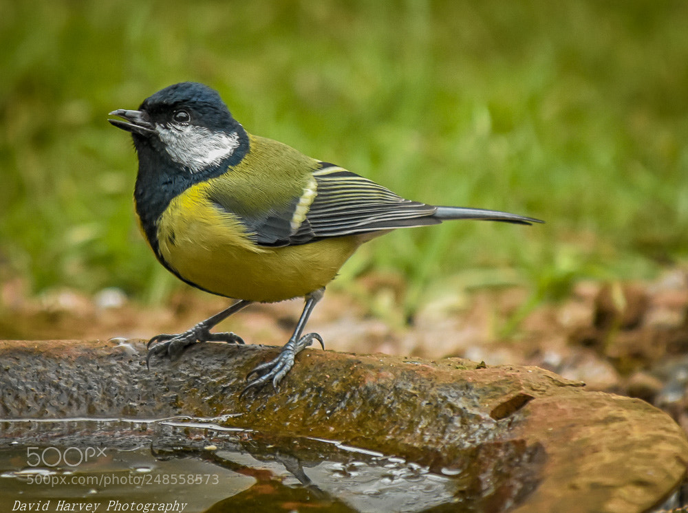 Nikon D7200 sample photo. Taking a drink hdr photography
