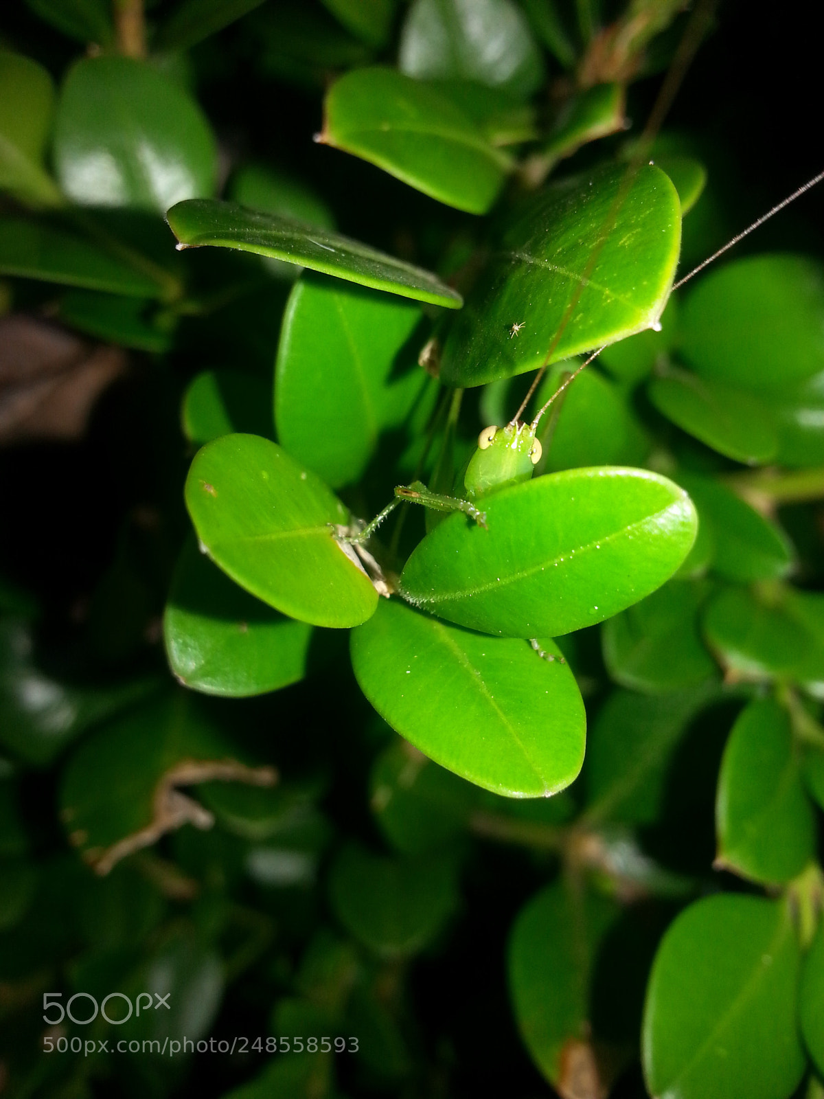 Samsung Galaxy S3 sample photo. Peekaboo photography