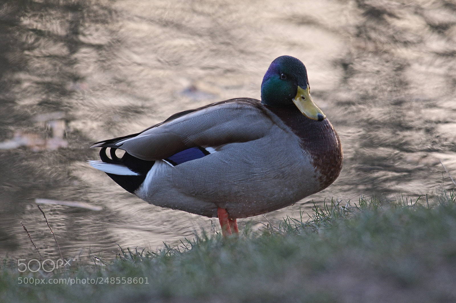 Fujifilm X-T20 sample photo. Anatidae photography
