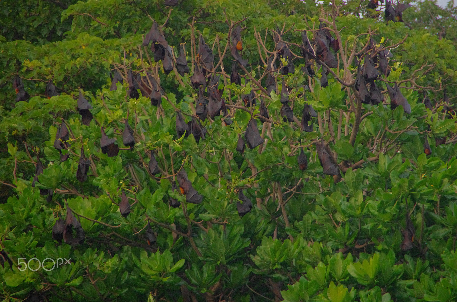 Pentax K-5 sample photo. Fruit bat photography