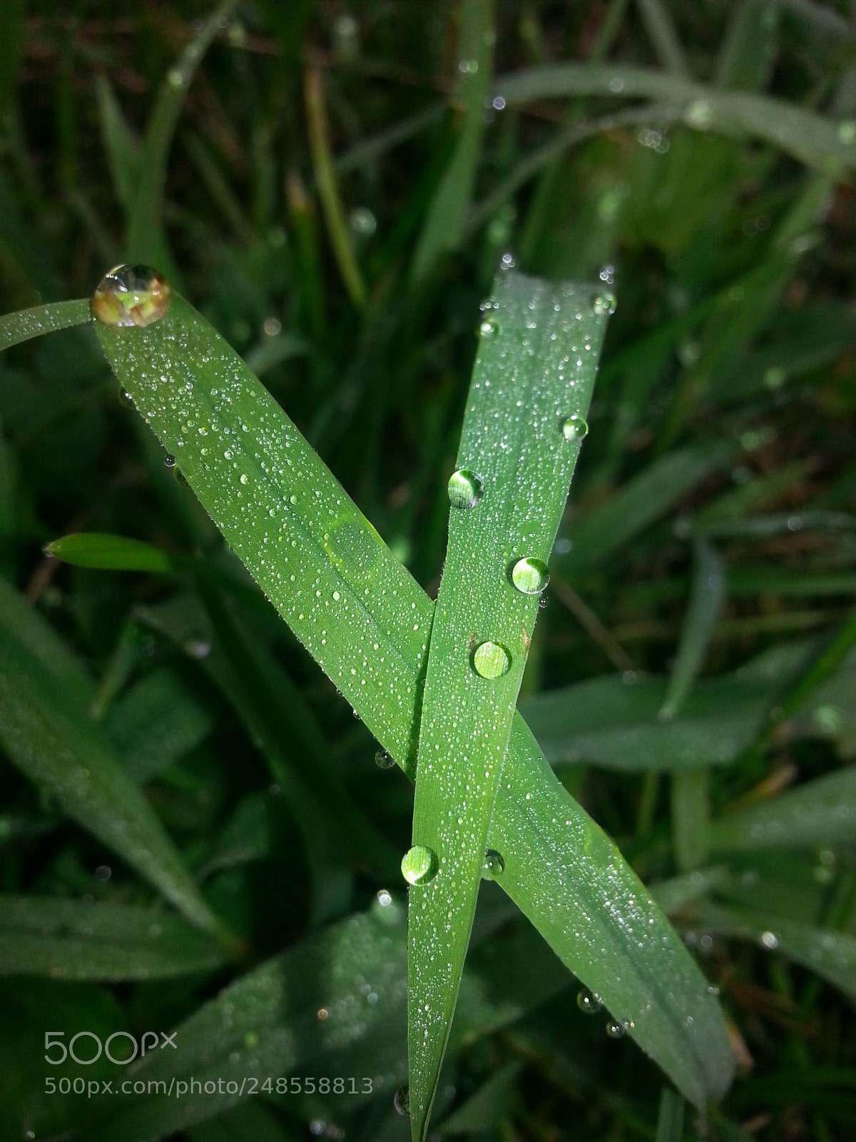 Samsung Galaxy S3 sample photo. Good morning photography
