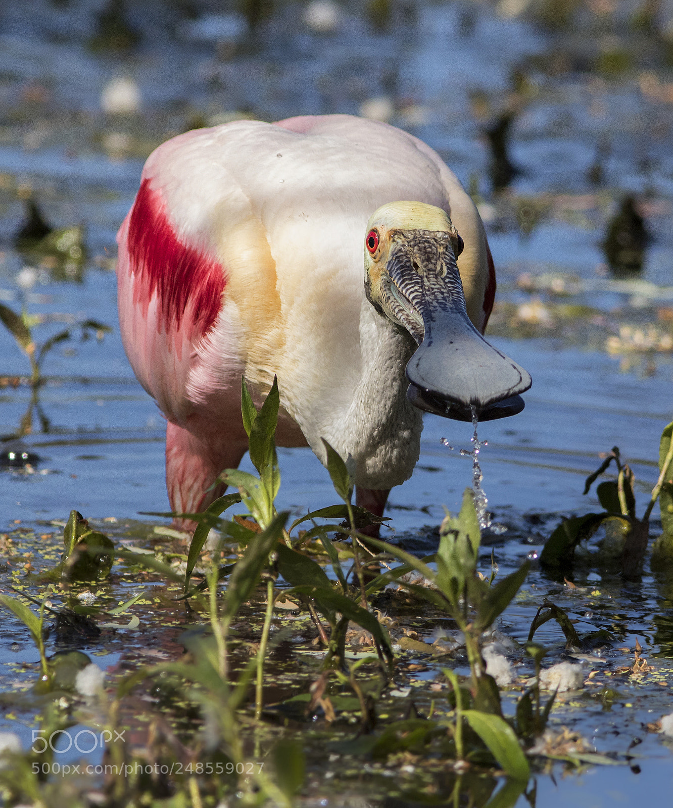 Canon EOS 7D Mark II sample photo. Spoonbill front view photography