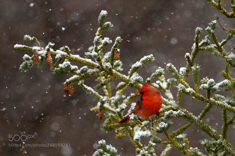 Nikon D850 sample photo. Backyard snow scene photography