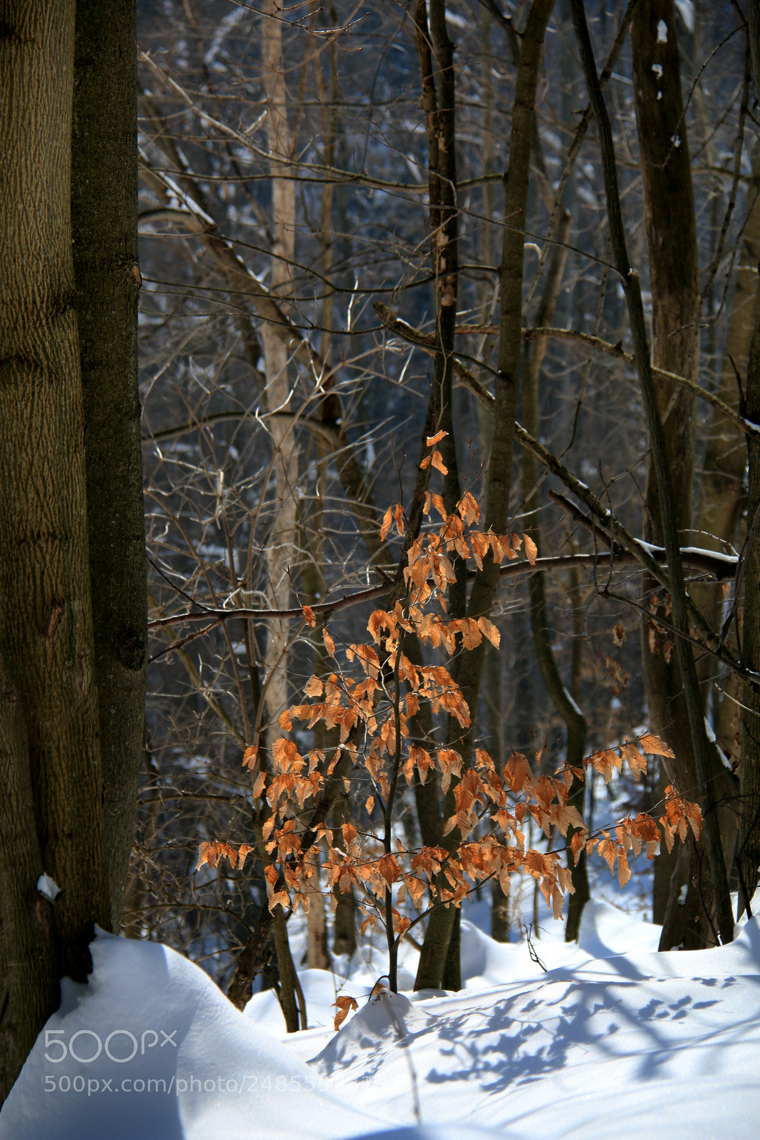 Canon EF-S 18-200mm F3.5-5.6 IS sample photo. Img photography