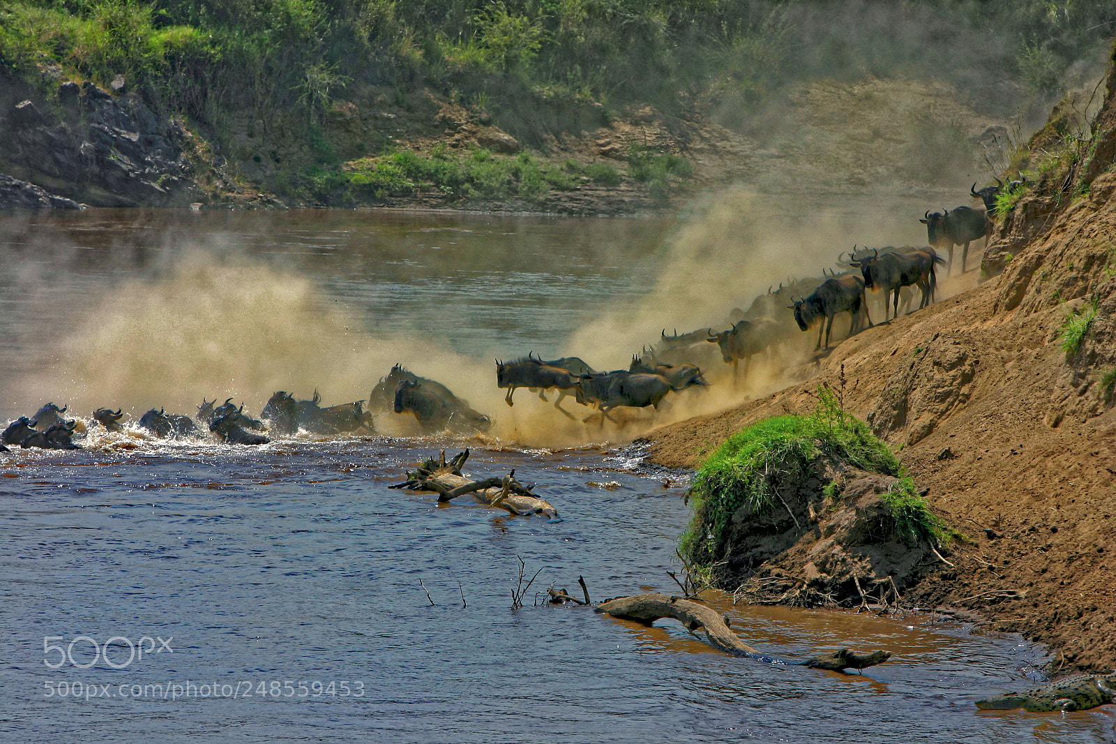 Canon EOS 300D (EOS Digital Rebel / EOS Kiss Digital) sample photo. Wildebeest crossing photography