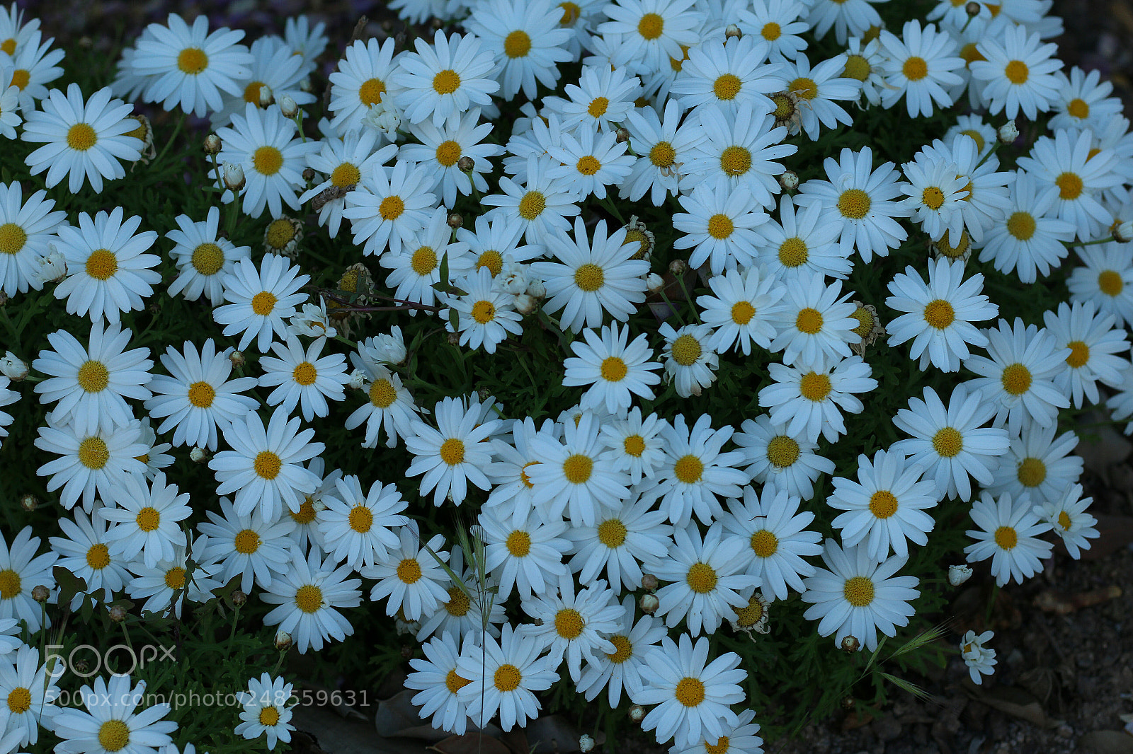 Canon EOS 700D (EOS Rebel T5i / EOS Kiss X7i) sample photo. Untitled photography