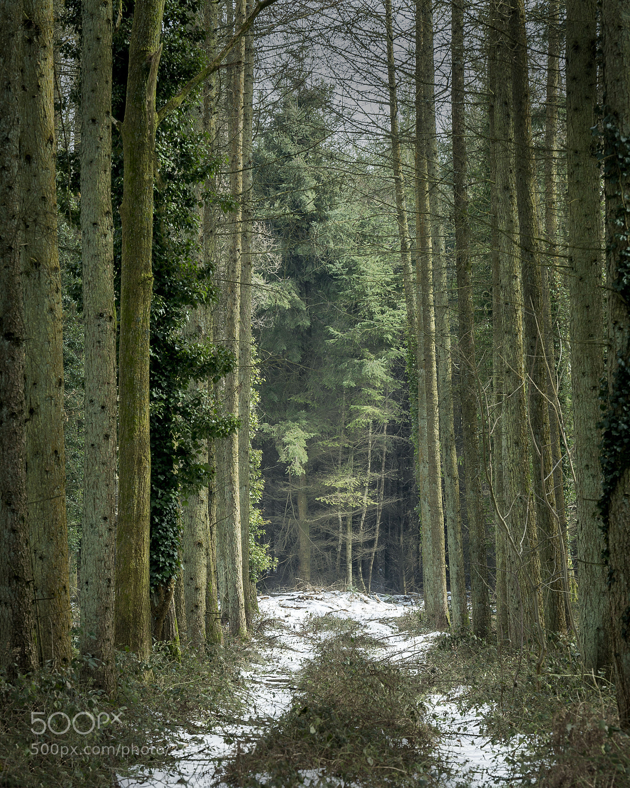 Nikon D800 sample photo. Tree lined photography
