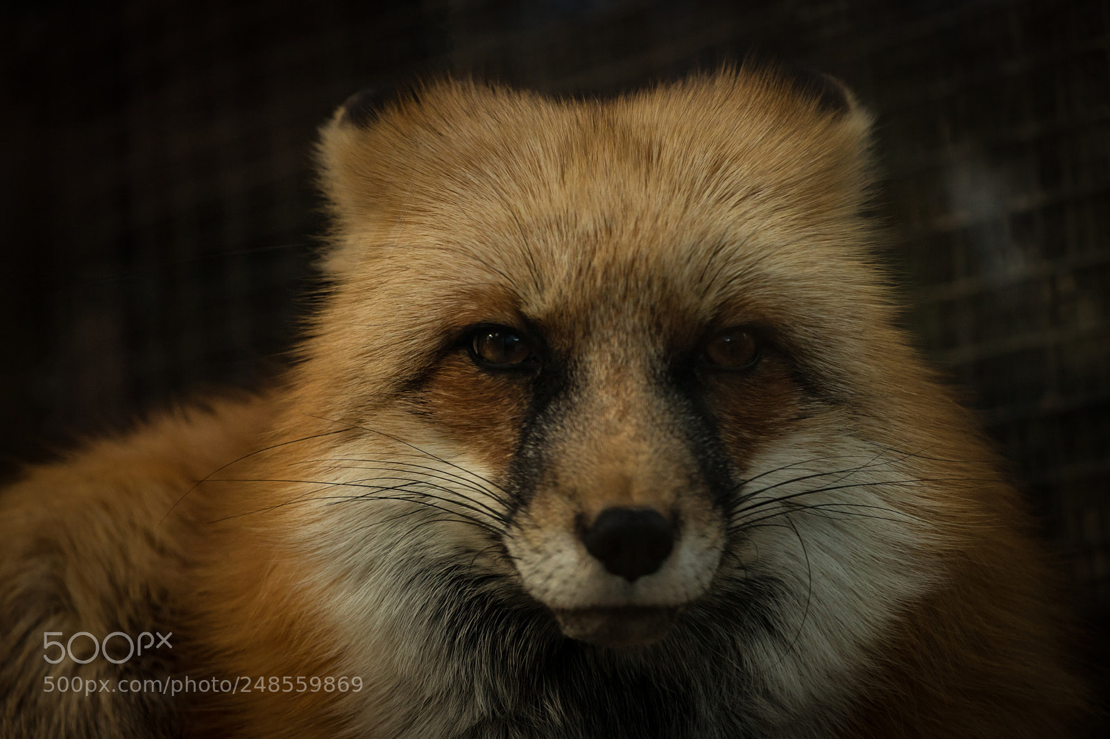 Canon EOS 750D (EOS Rebel T6i / EOS Kiss X8i) sample photo. Beautiful fox photography