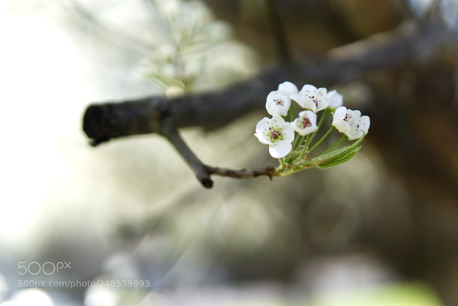 Sony a6000 sample photo. Tennessee blossom 1 photography