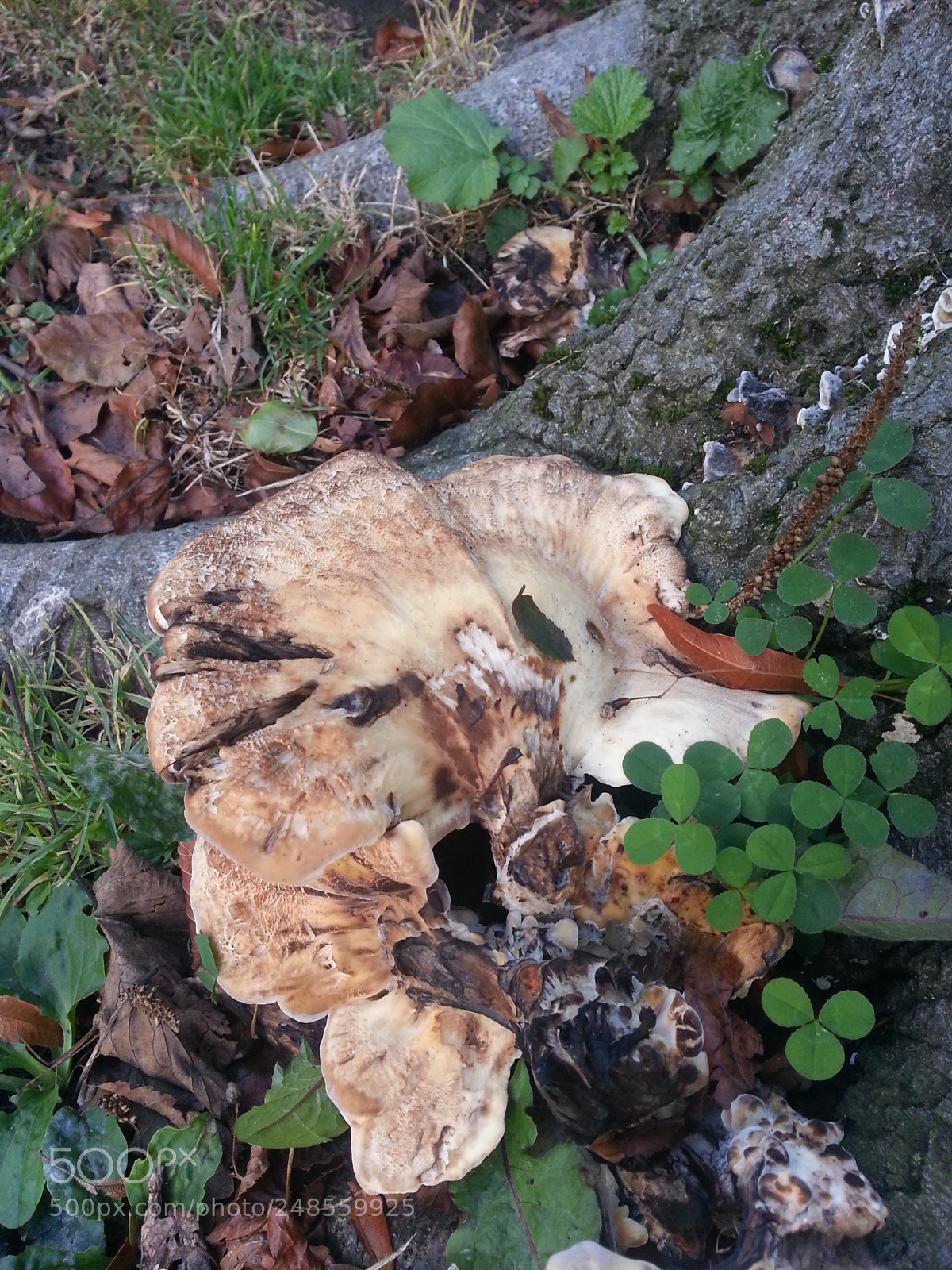 Samsung Galaxy S3 sample photo. Mushroom photography