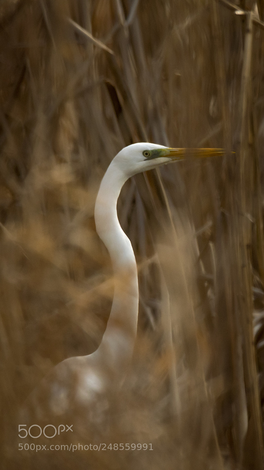 Nikon D5300 sample photo. Ready to hunt photography