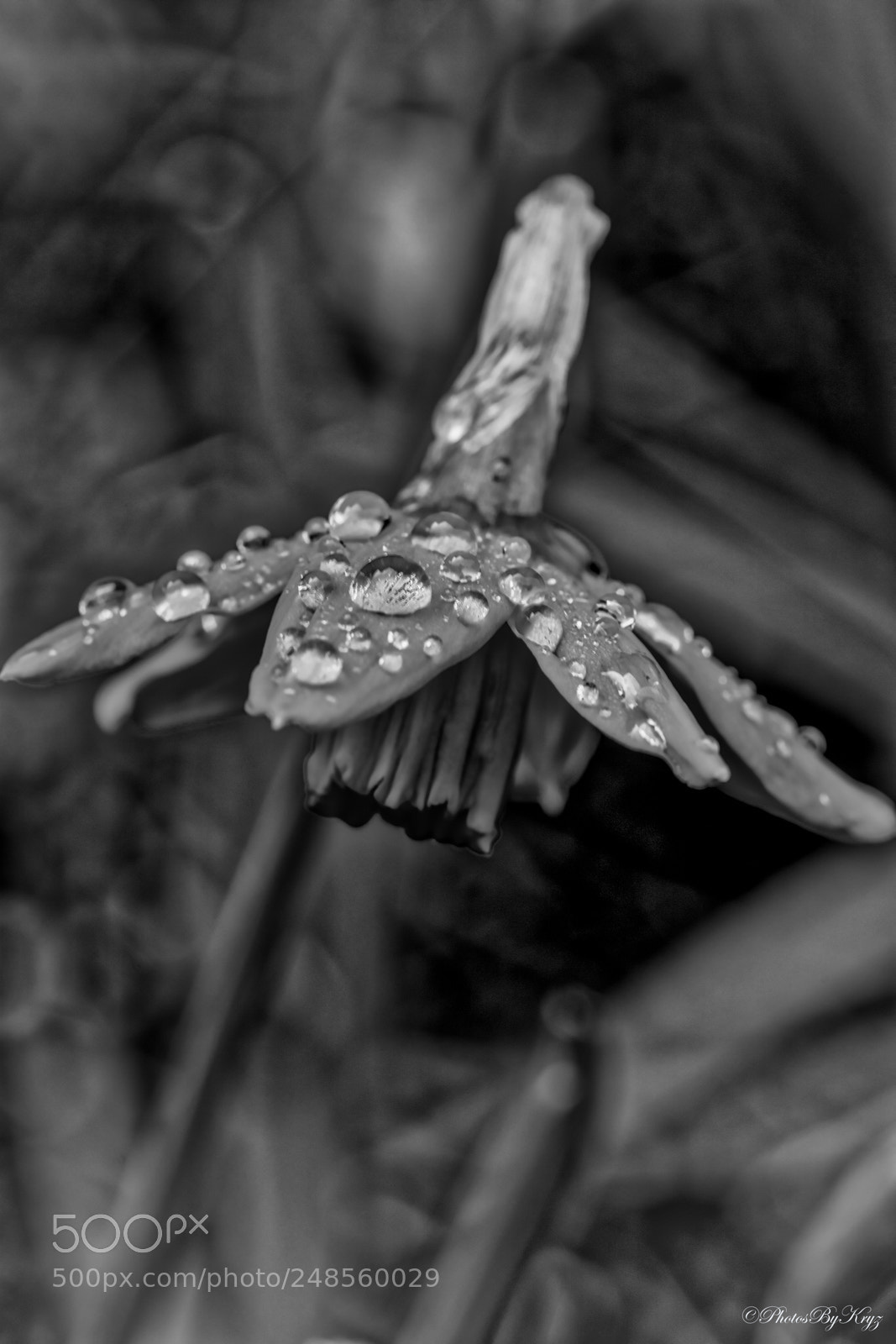 Canon EOS 5DS sample photo. A little spring in photography