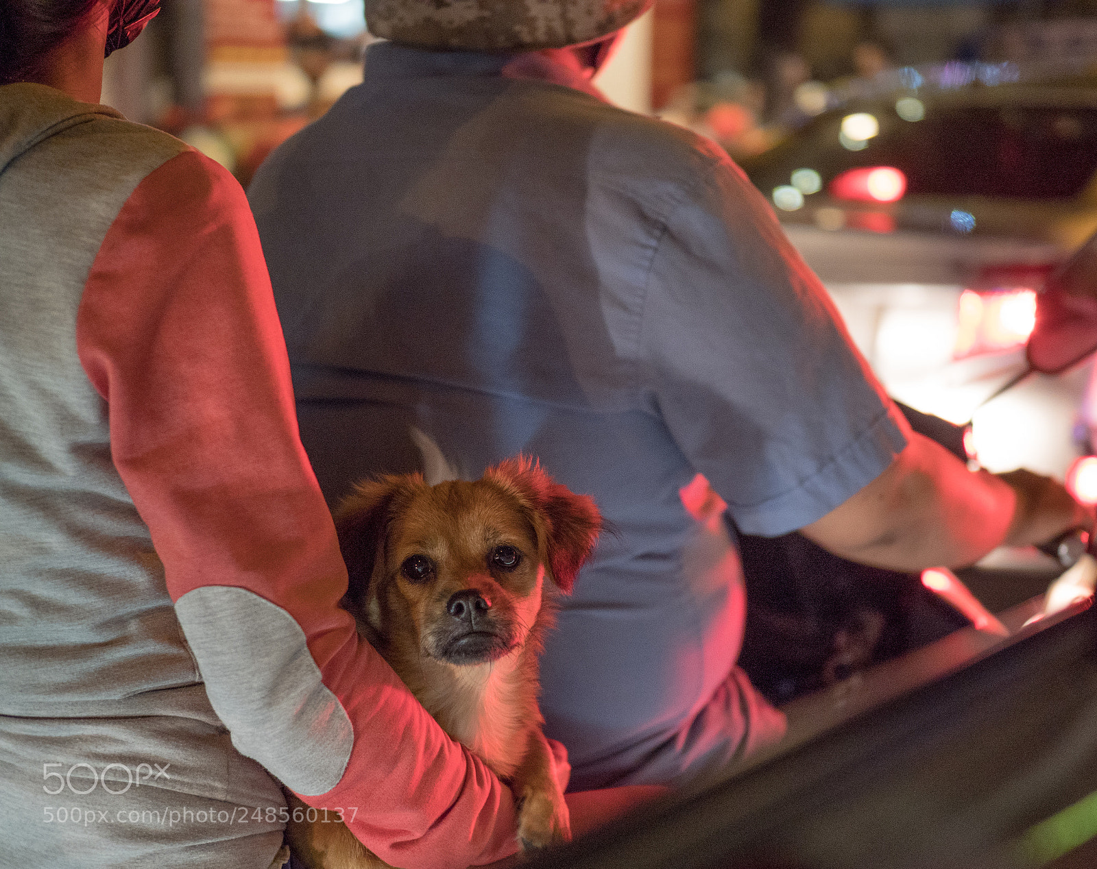 Olympus OM-D E-M1 Mark II sample photo. Dog on a motorbike photography