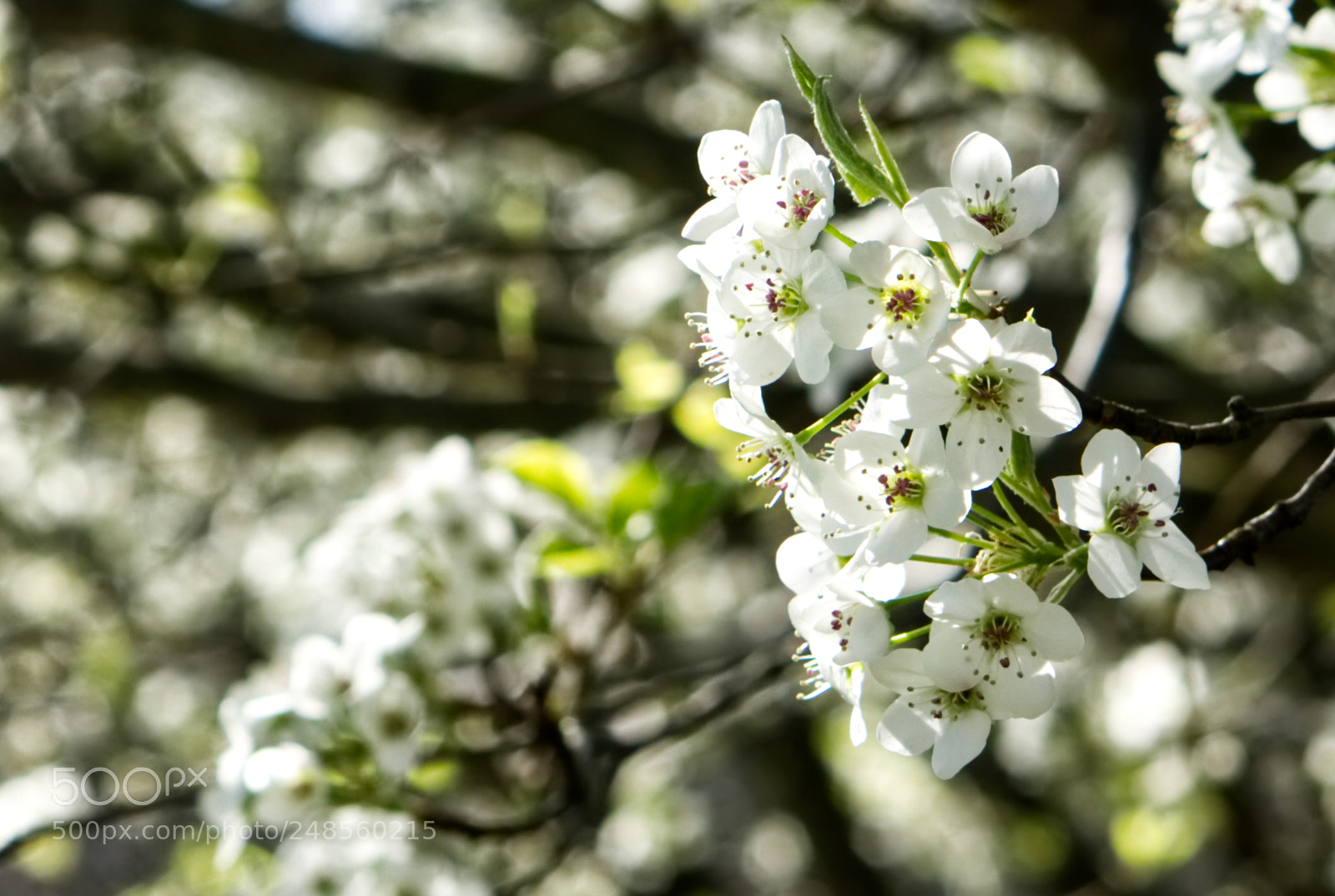 Sony a6000 sample photo. Tennesse blossom 2 photography