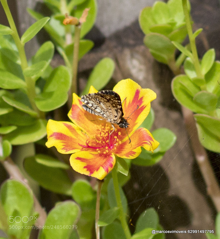 Canon EOS 1300D (EOS Rebel T6 / EOS Kiss X80) sample photo. Borboleta photography