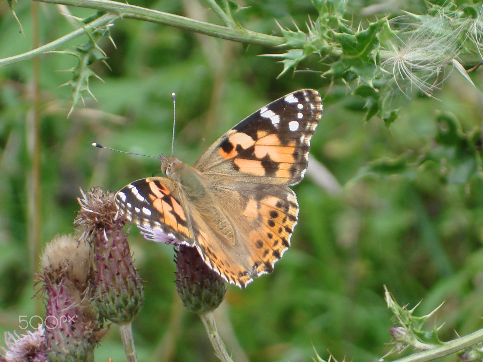 Sony DSC-W100 sample photo. Butterfly photography