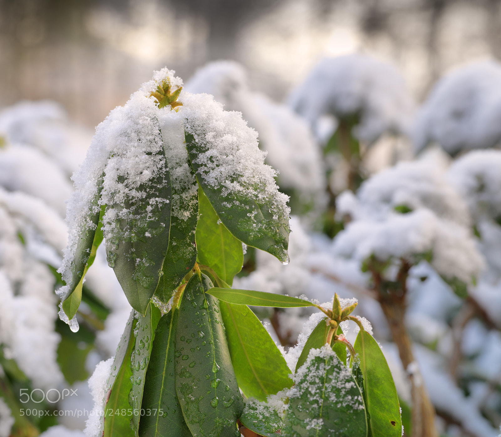 Hasselblad X1D-50c sample photo. Rhododentron leaves melting snow photography