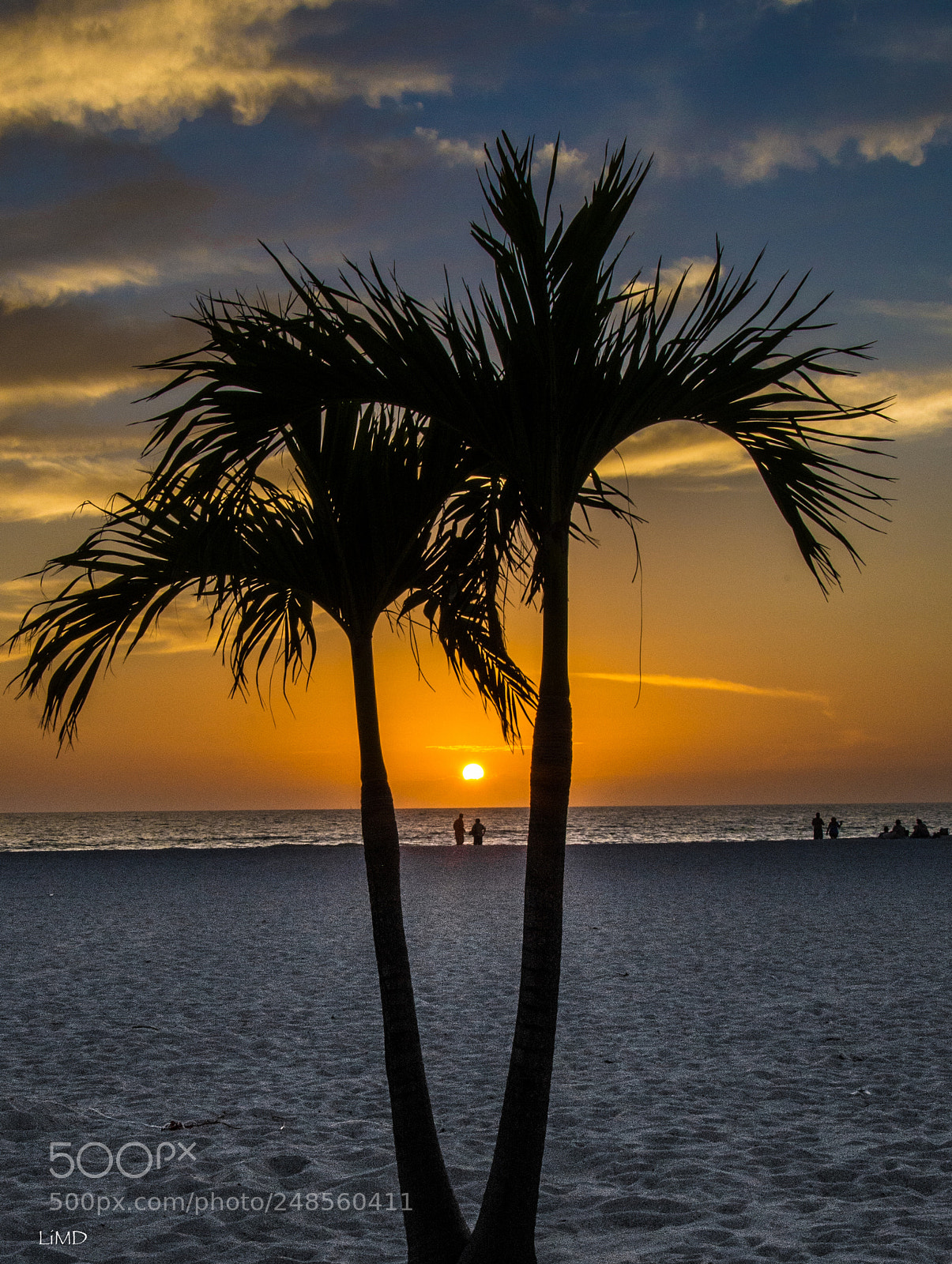 Nikon D600 sample photo. Palm tree couple photography