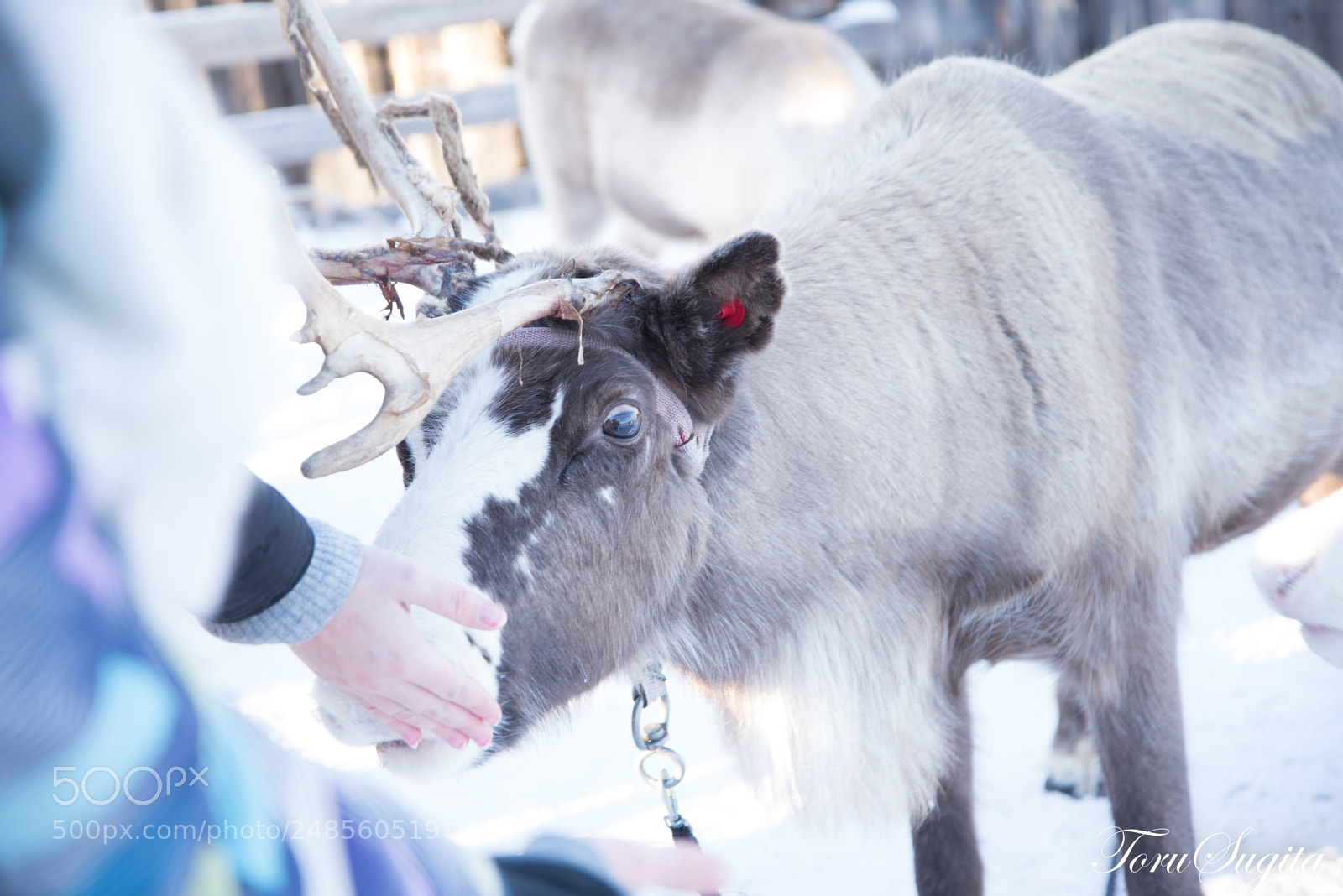 Nikon D610 sample photo. Reindeer photography