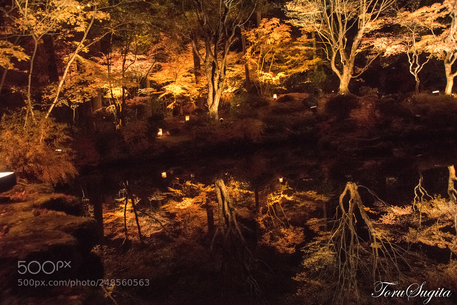 Nikon D810 sample photo. Red leaves photography