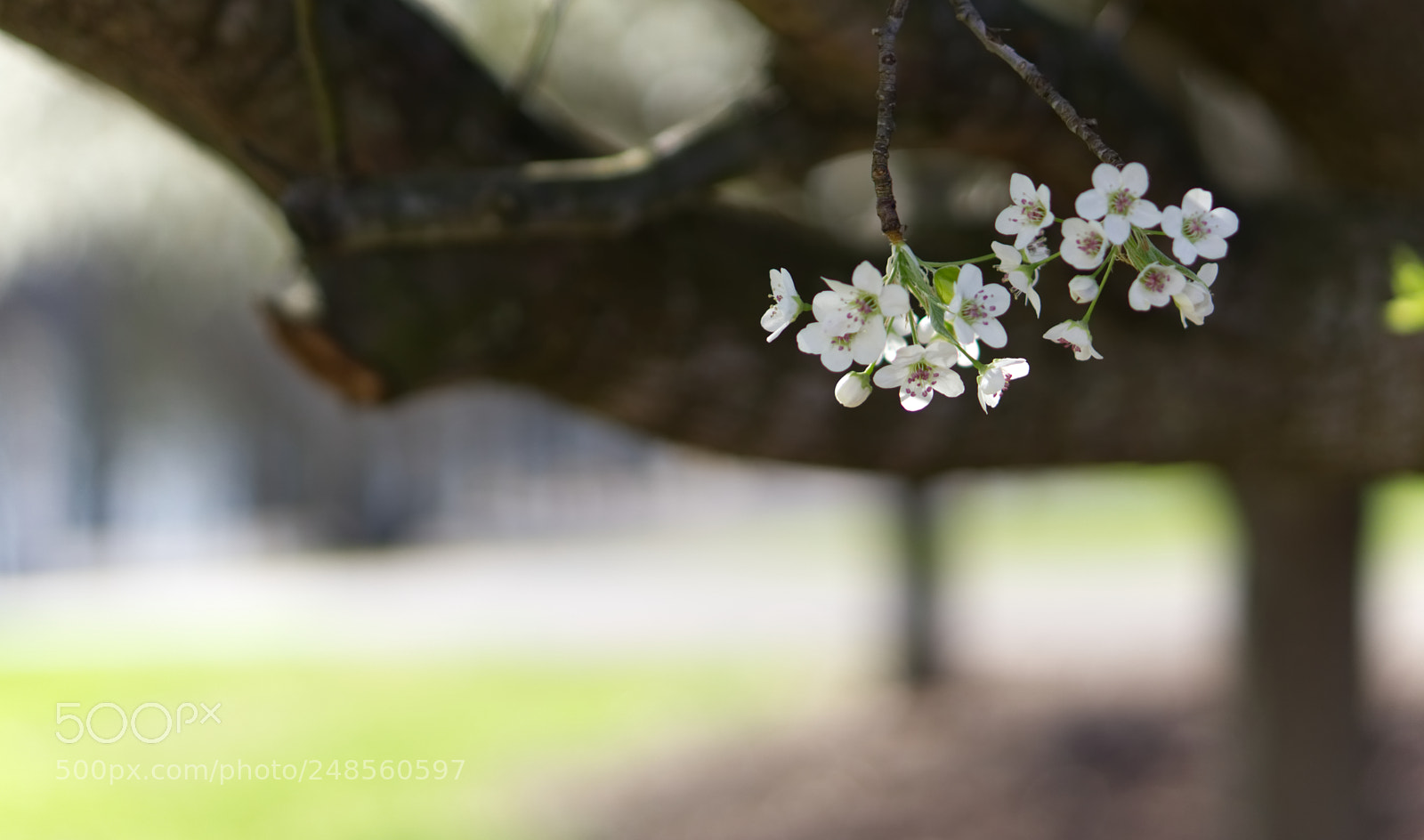 Sony a6000 sample photo. Tennessee blossom 3 photography