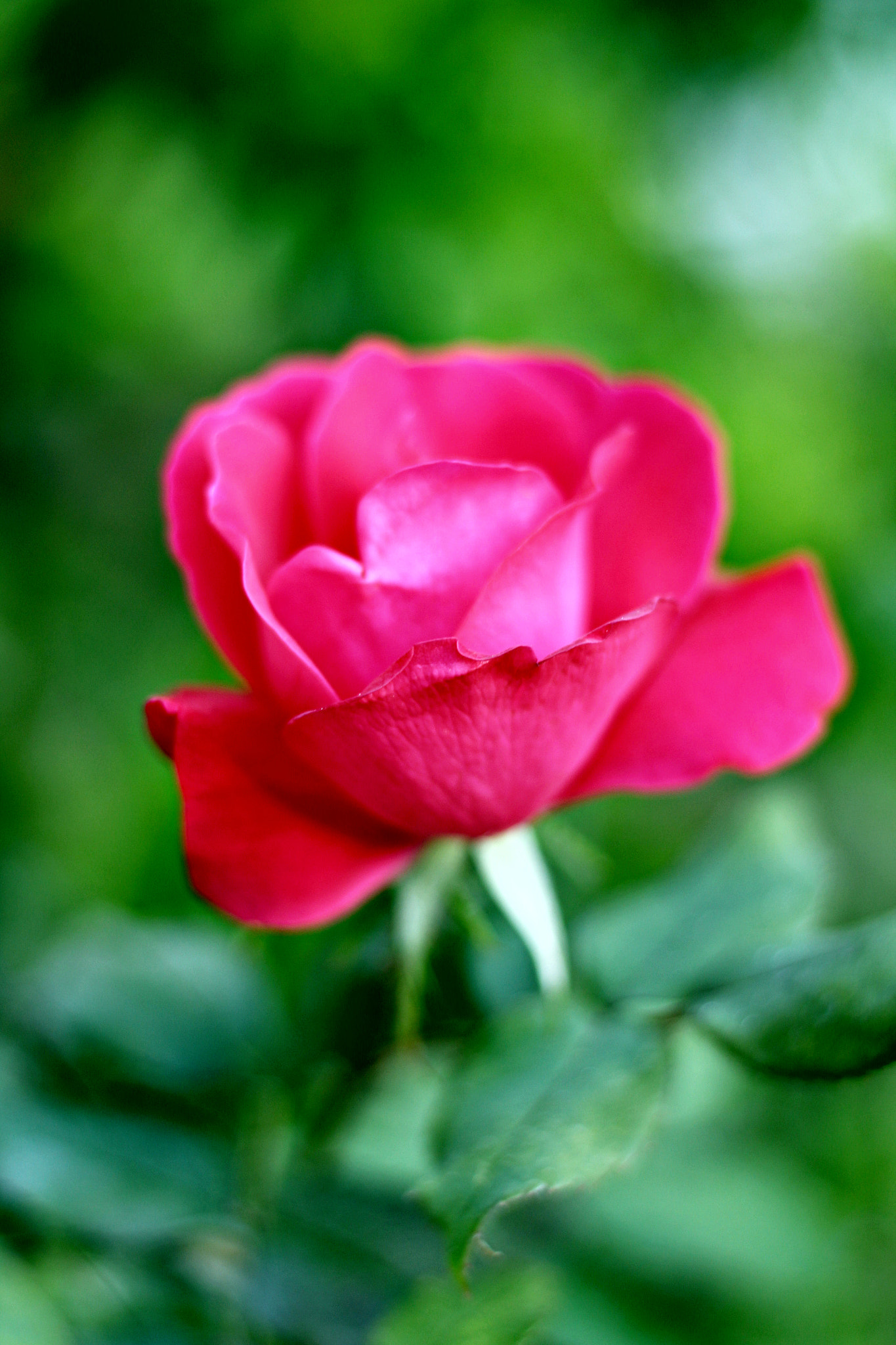 Canon EOS 1300D (EOS Rebel T6 / EOS Kiss X80) sample photo. Flower photography