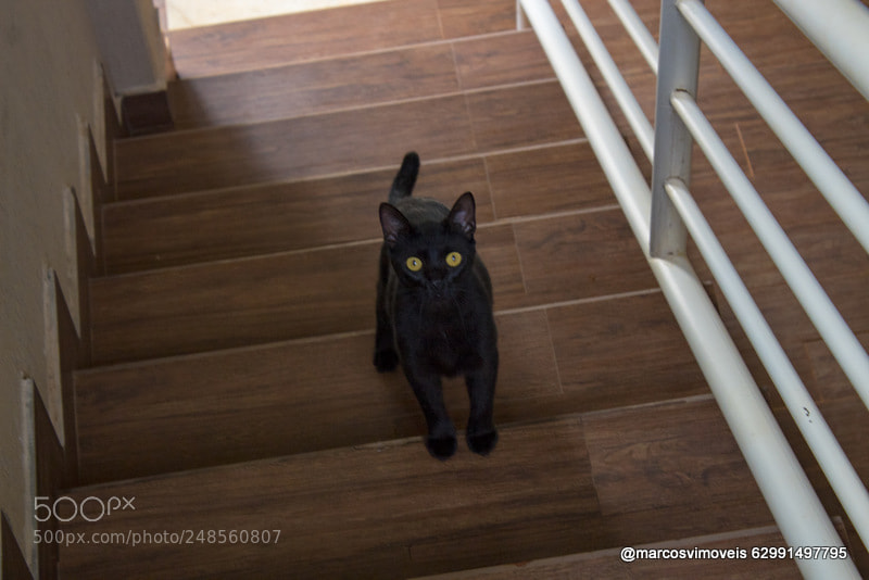 Canon EOS 1300D (EOS Rebel T6 / EOS Kiss X80) sample photo. Gato preto photography